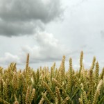 hollandse-landschappen3