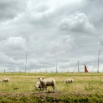 hollandse-landschappen4