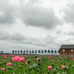 hollandse-landschappen5