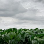 hollandse-landschappen6